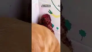 The mama dog took the blamed to help the puppy ❤️ 