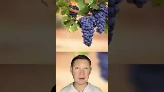 4 продукта которые нельзя давать собаке