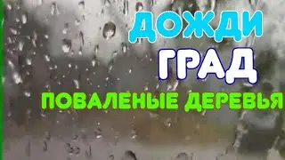 А какая у Вас погода? Последствия вчерашнего дождя...🌧️⛈️ Цвет фацелии.