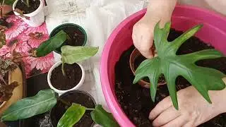 Посадка укореняшек