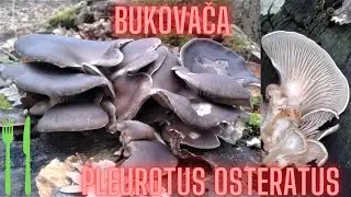 Bukovača (Pleurotus ostreatus)