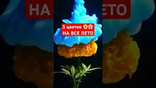 ЦВЕТУТ ВСЕ ЛЕТО: находка для цветоводов!