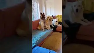 Собаки привели домой овцу, пока хозяев не было дома 