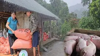Rural life after the flood. Raising pigs and chickens is difficult. (Ep 292)