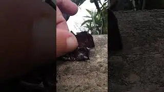 Il fungo medicinale che torna in vita con la pioggia