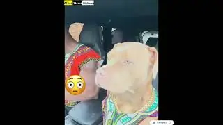 #dog and his boss dancing in a car at #ghana music