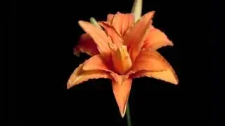 Footage HD video,HD Video Background Animation Video Backgrounds Motion, Backgrounds For Vid 28
