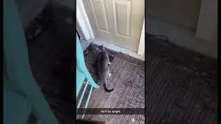 Cat try’s to attack Moth and gets Fkd up