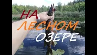 Большая ЩУКА на маленьком озере