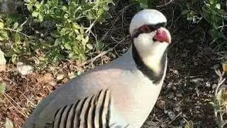 Кавг шикор