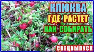 Спецвыпуск о клюкве. Где растет, как растет клюква и как ее собирать. Художник забрел в болото