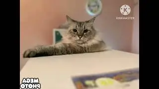 Кот Барсик in G Major 27 V2