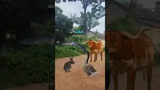 Cow Falcon And Rabbit Wild Duck #shorts #shortsviral #youtubeshorts