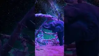 Color My World -  Elephant & Birds