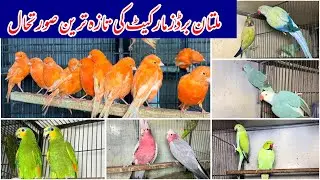 Multan Sunday Birds Rasheedabad latest Update 12 August 2024