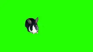 rabbit green screen no copyright