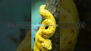 Как Змея Впрыскивает Яд 😨🐍 (жуть) ✨ 