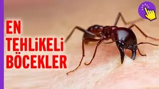 İşte dünyanın en ölümcül 10 böcek türü ! | Hayvanlar alemi | İlginç bilgiler | Aklında olsun