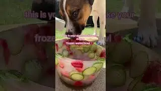 Dogs Enjoy Fruit Ice Bowl!!