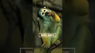 Cute Monkey | Squirrel Monkeys