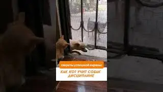 Кот-охранник: Непредсказуемая охрана в действии