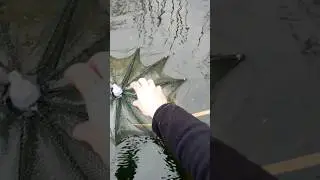 Китайские раколовки Зонтики! Самая простая снасть для ловли раков!