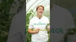 Обязательно подкормите эти овощи в августе!