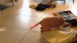Кошка играет с лазером