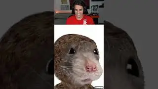 Making Tom And Jerry In Real Life