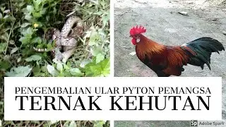 Rilis Pyton Pemakan Ternak Warga Kehutan