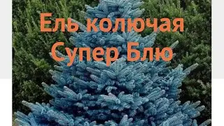 Ель колючая Супер Блю (super-blyu) 🌿 колючая ель Супер Блю обзор: как сажать, саженцы ели Супер Блю