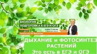 Дыхание и фотосинтез у растений. Это есть в ЕГЭ/ОГЭ.Сравнение.