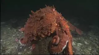 100 TIERE unserer Erde HD [Tier Doku deutsch]