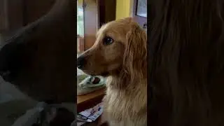 Golden Retriever has existential crisis 