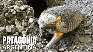 PATAGÔNIA ARGENTINA | A Terra dos Ventos e Glaciares - Documentário