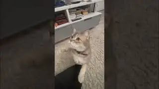 Томас и валерьянка 🐈‍⬛ 