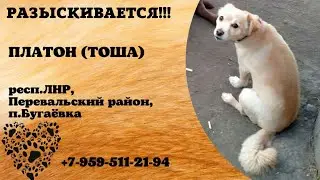 Пропала собака! ПЛАТОН (ТОША). респ.ЛНР, Перевальский р-он, п.Бугаёвка