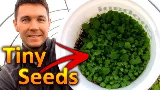 How to Grow PETUNIAS from SEEDS (Part 1) Collecting and Germinating Petunia Seeds