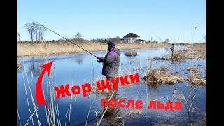 Как ловить щуку после схода льда? Жор щуки перед нерестом!
