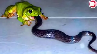 Here's What Happens When Animals Bind to the Wrong Rival