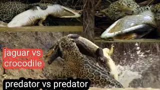 jaguar vs crocodile | caiman vs jaguar battle for survival | wood animals #jaguar #crocodile #caiman