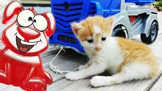 Пёс Стасик и кот Валера катают на машинках своих кошачьих друзей.