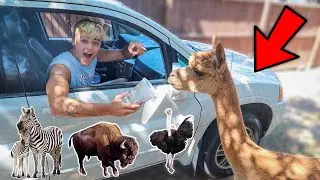 HAND FEEDING SAFARI DRIVE-THRU ANIMALS!! *attacked*