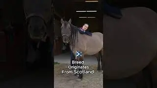 Guess The Horse Breed
