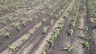 ОГЛЯД ПОСІВІВ КУКУРУДЗИ 02.06.2020