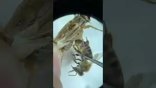Укус пчелы