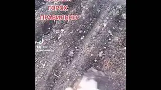 Сажаем горох правильно