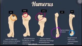 Appendicular | Comparative Vet Anatomy | Skeletal System ( scapula, humerus, radius,ulna, carpals)