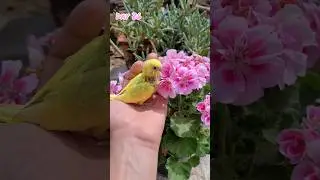 Day 1 To Day 30 | Budgie Growth Stages