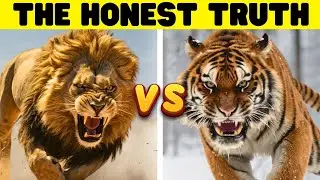 SIBERIAN TIGER vs LION | One Key Difference